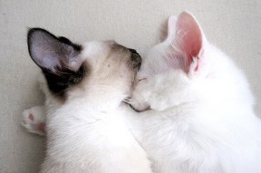 乐鱼体育官网网址-《足球经理26》发布正式发售日期，新增存档转移功能，足球经理2021steam249