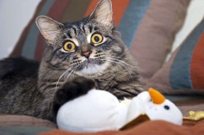 乐鱼体育app官网入口-奇才通过快节奏掌控上半场主动权，奇才通过快节奏掌控上半场主动权的球员