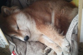 乐鱼体育登录入口-乌拉圭女篮在南美锦标赛中夺冠，提升国际影响力，乌拉圭女子篮球