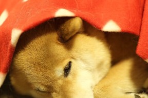 乐鱼体育下载入口-拉恩：全黑队外线的重要进攻手段，突破速度让对手防不胜防，拉恩对费雷拉