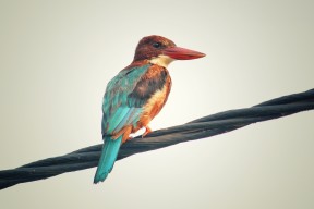 乐鱼体育在线下载-英超惊险逆转：毫无退缩精神的足球奇迹，“英超”