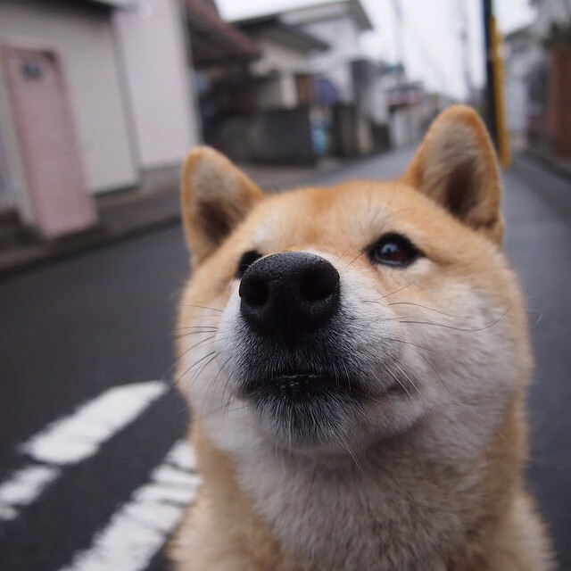 瑞典队未来布局:如何提升团体赛的整体实力,瑞典队员