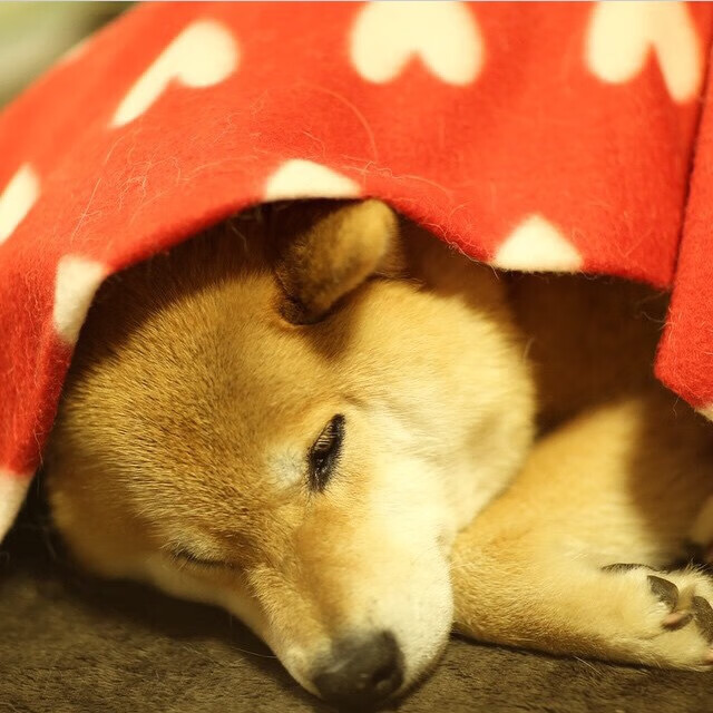 拉恩：全黑队外线的重要进攻手段，突破速度让对手防不胜防，拉恩对费雷拉